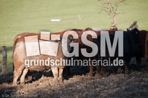 Hausrind (153 von 174).jpg